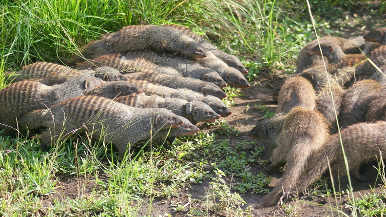 Banded Mongoose (Mungos mungo), Queen Elizabeth National Park, Uganda